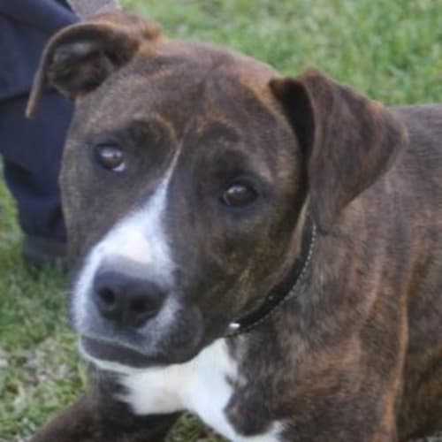 Foster Needed for Gorgeous Girl