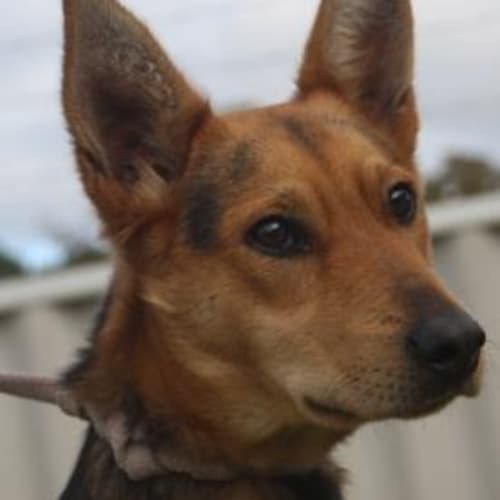 No photo for Foster Needed
