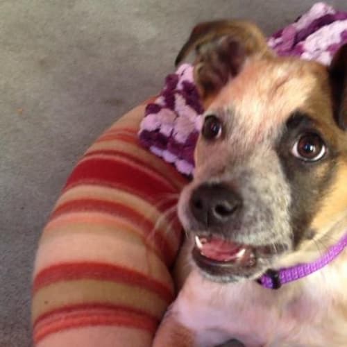 No photo for Nala *On Trial Adoption*