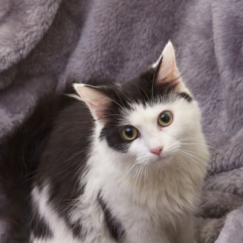 No photo for Prada Very Affectionate!!!!!!!