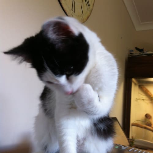 No photo for Shannon