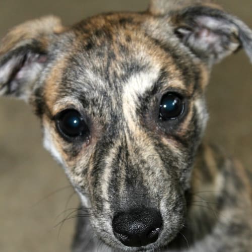 Dori - On Trial in Her New Home!