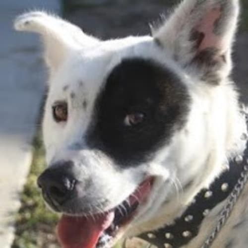 No photo for Foster Needed For Beautiful Collie X
