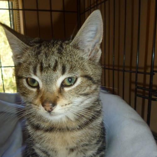 No photo for Toby (Siamese X)