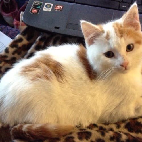 Abbi & Marshmallow Man *On Trial Adoption Yay!*