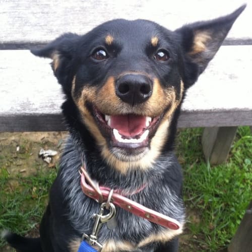 Penny - Australian shepherd 
