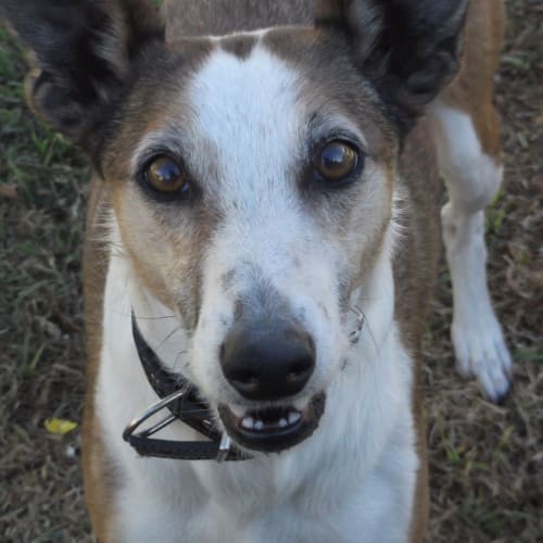 Elvis and Matilda *On Trial in His New Home*