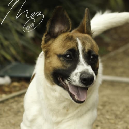 Rocky  jrt x corgi