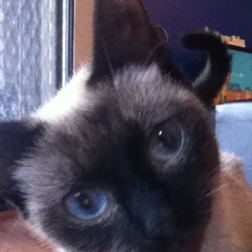 No photo for **On Trial With My New Family**Sookie