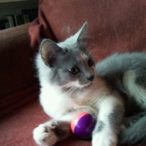 No photo for Fintan   Trialling New Home