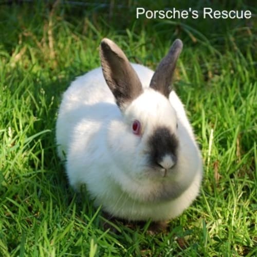 Michelle - Desexed and Vaccinated -On Hold