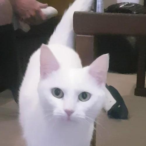 Elsa