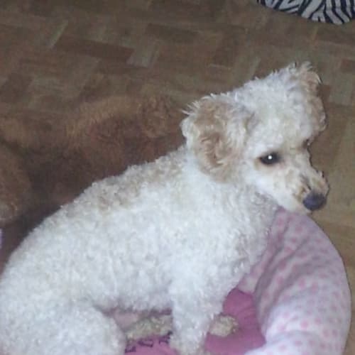 No photo for Bailey