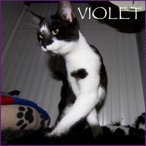 Violet
