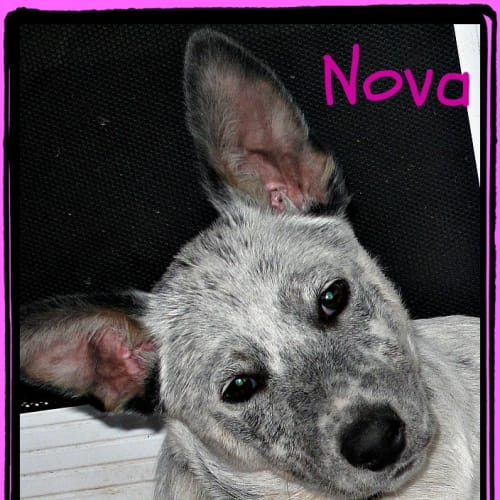 Nova