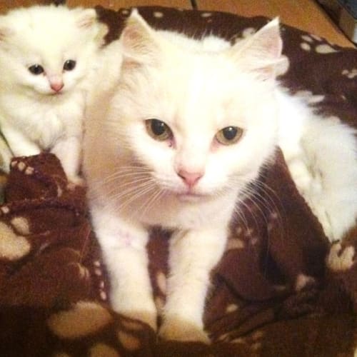 Leo - On Trial in His New Home!