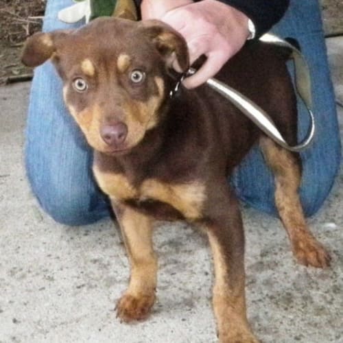 Maya **Adoption in Progress**
