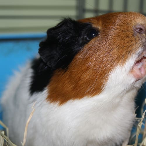 Ben Ten! ~ De-Sexed~