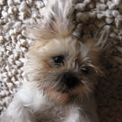No photo for Maxi   Adoption Pending