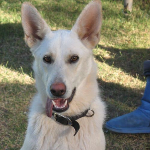 No photo for Maggie May/Adoption Pending