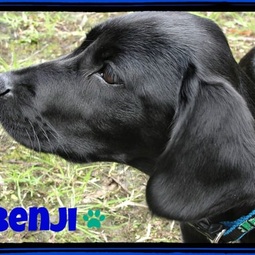 No photo for Benji