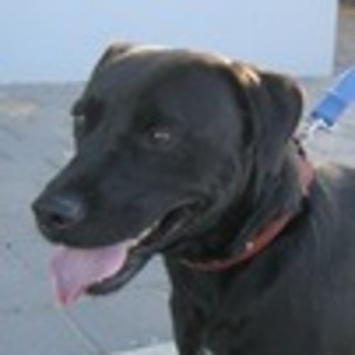 No photo for Urgent Foster Care Required.