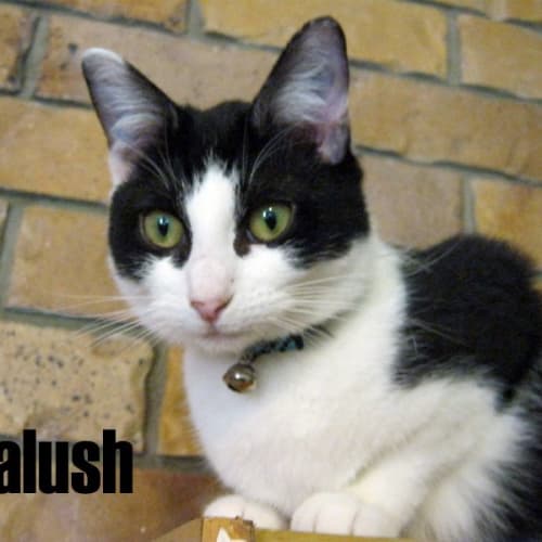No photo for Kalush