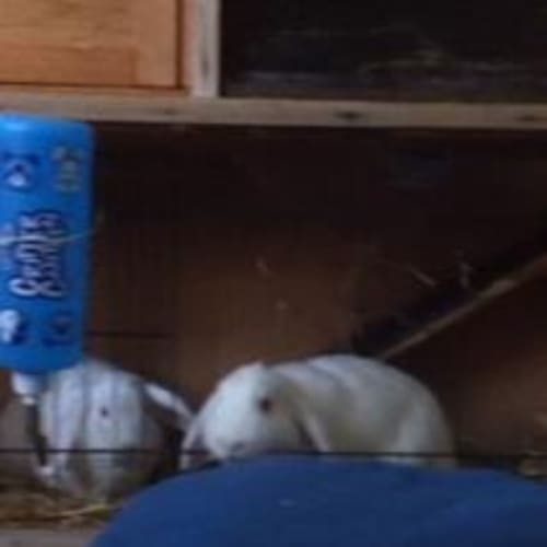 No photo for 2 White Baby Girl Rabbits