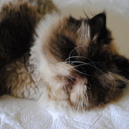 No photo for Huxley * Adoption Pending*