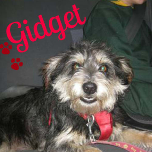Gidget (On Trial)