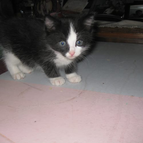 Felix