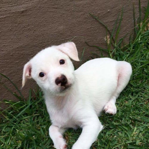 No photo for Casper ** So Adorable And Sweet **