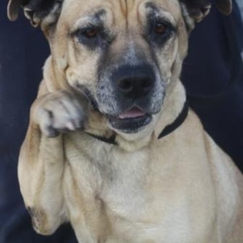 No photo for Lovely Lab X Staffy Girl Foster Or Adopt