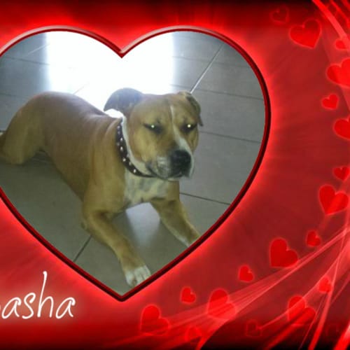 No photo for Sasha