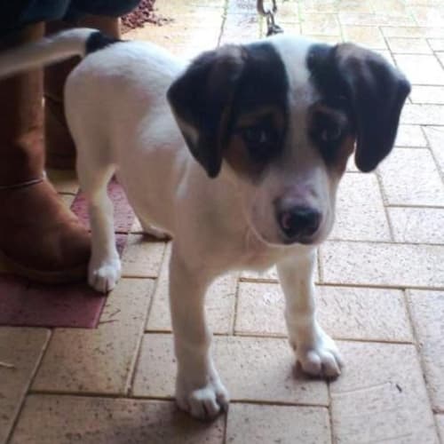 Max - Adoption Pending