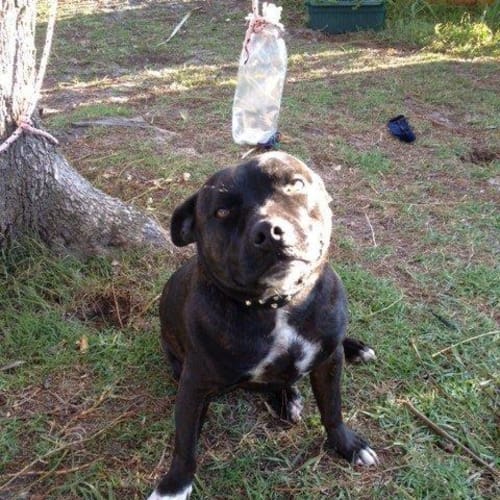 No photo for *On Trial* Koda