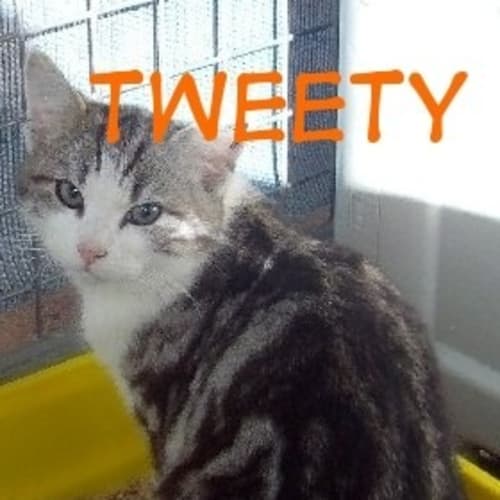No photo for Tweety