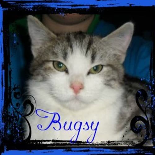No photo for Bugsy
