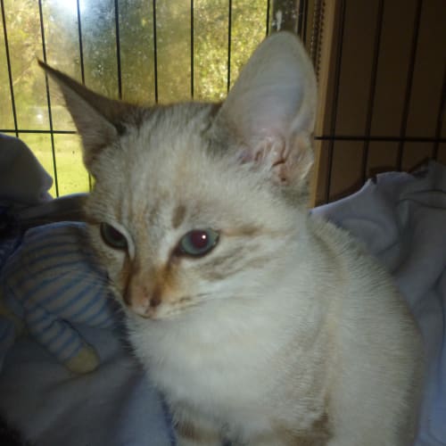No photo for Mia, 8 Weeks Of Age, Siamese X