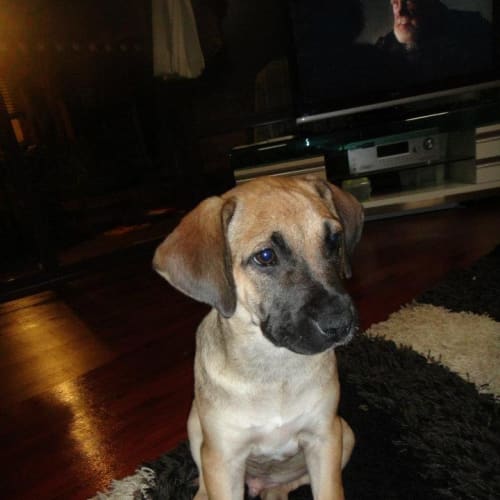 Jax Hd133 *Adoption Pending*