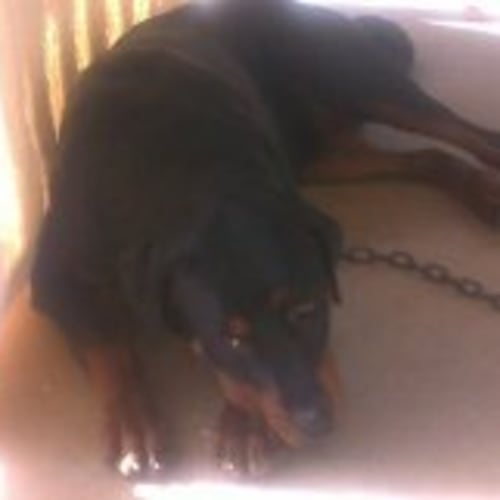 No photo for Tess