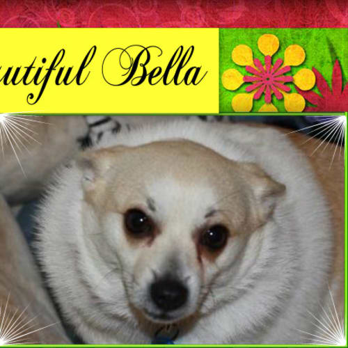 No photo for Bella