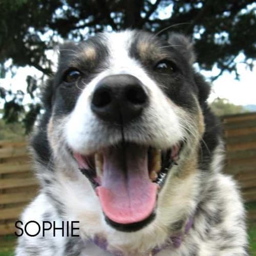 No photo for Sophie