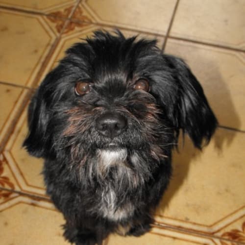 No photo for Zander On Hold For His New Home