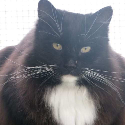 No photo for Sylvester