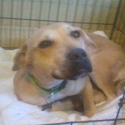 Chloe = Adopted