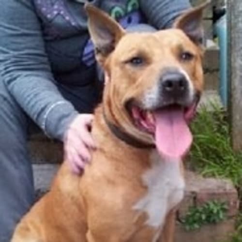 No photo for Charlie   A Social Butterfly With All Dogs!!