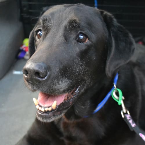 Romy * Adopted *