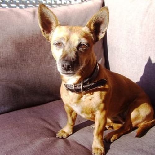 No photo for Amber   Adoption Pending