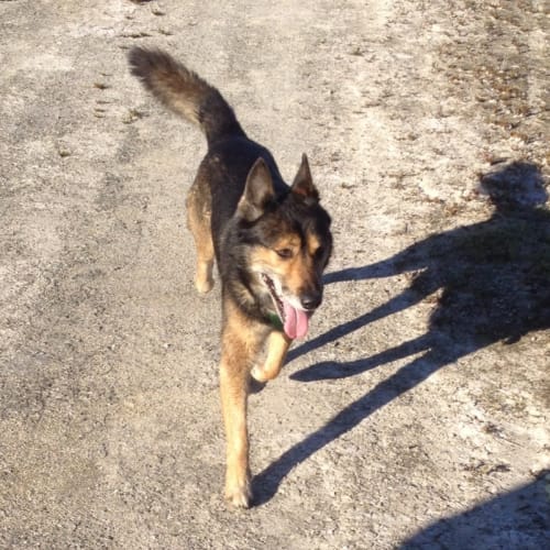 No photo for Jacko Foster Or Adopt Obedient And Calm